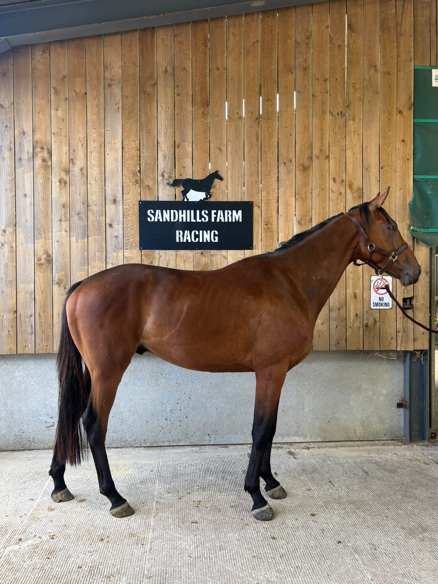 Trump Lady's Foal