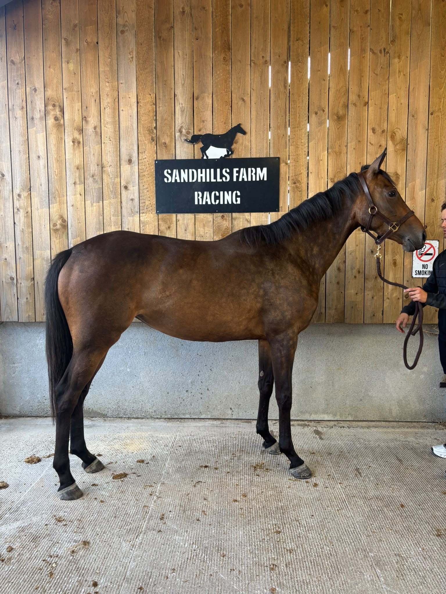 Nathaniel x Whoops A Daisy filly